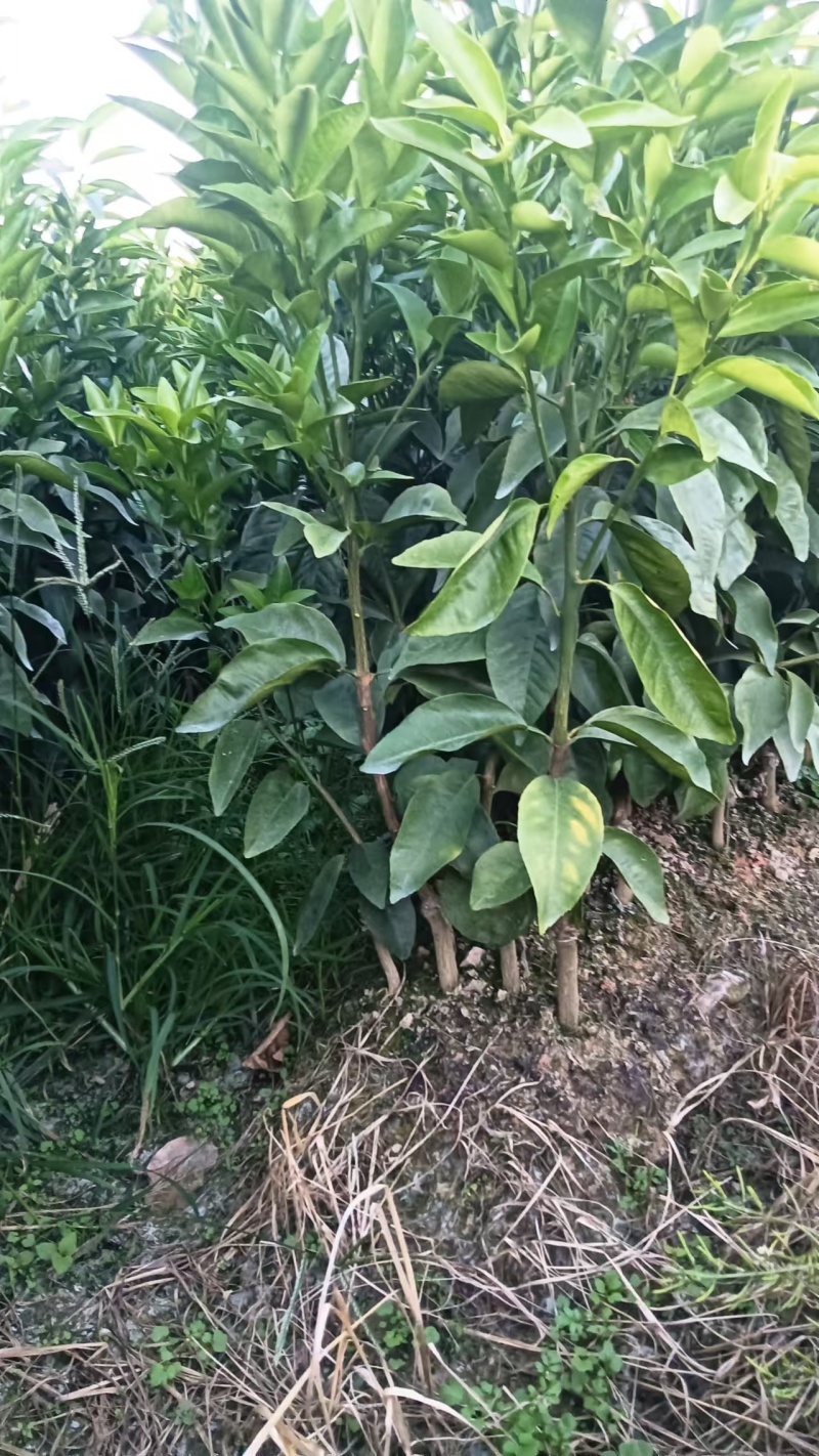 【推荐】广西沃柑苗柑桔苗一手货源品种多质量优技术指导