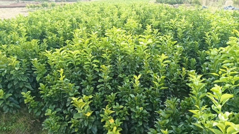 【推荐】广西金秋砂糖桔苗一手货源品种多质量优技术指导
