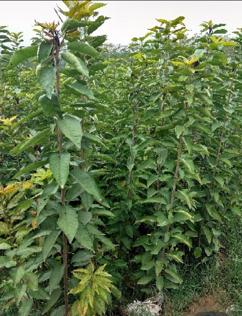 乔化矮化大樱桃树苗,俄八,美早,齐早,弗里斯科,布鲁克斯