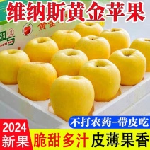 【正宗】维娜斯黄金苹果量大从优保质保量对接全国商超社区