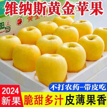 【正宗】维娜斯黄金苹果量大从优保质保量对接全国商超社区