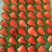 商丘天仙醉草莓产地直供，代收代办代发全国一件包邮