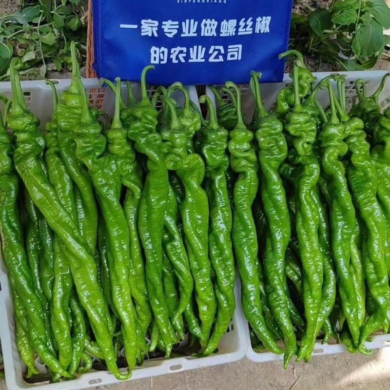 螺丝椒苗基地直发一手货源量大价优对接全国市场欢迎老板致电