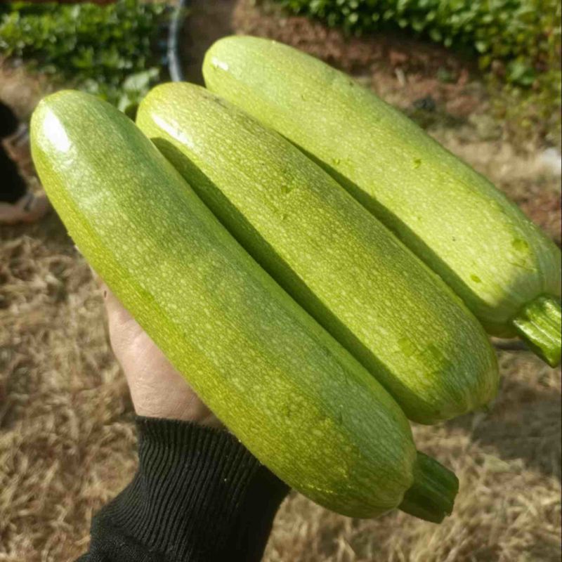 云南西葫芦