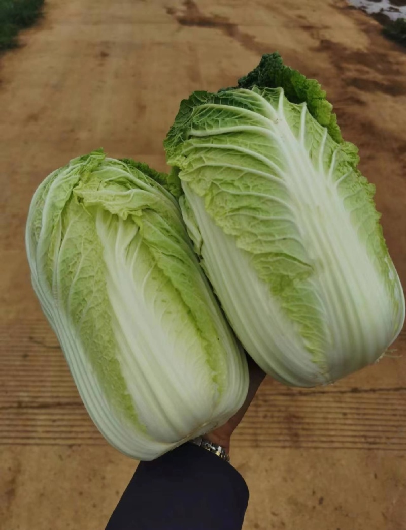 白菜