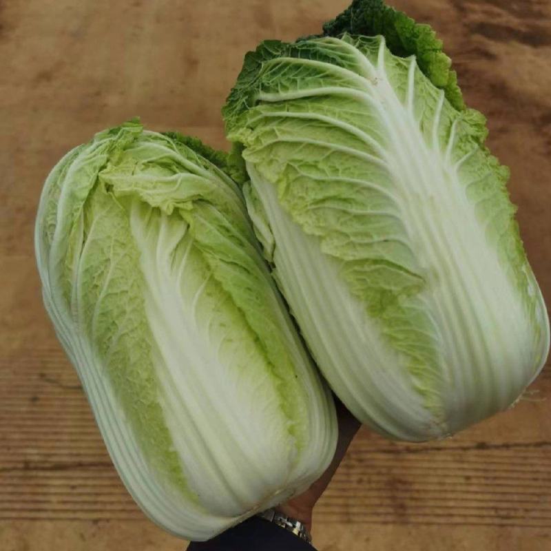 白菜