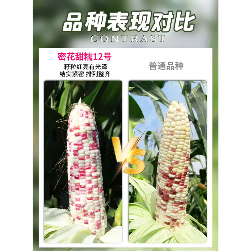 密花甜糯12号彩甜糯玉米种子绿皮大棒非转花玉米种子原装