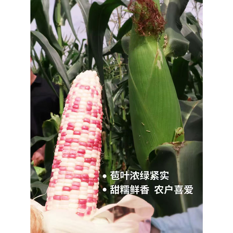 密花甜糯12号彩甜糯玉米种子绿皮大棒非转花玉米种子原装
