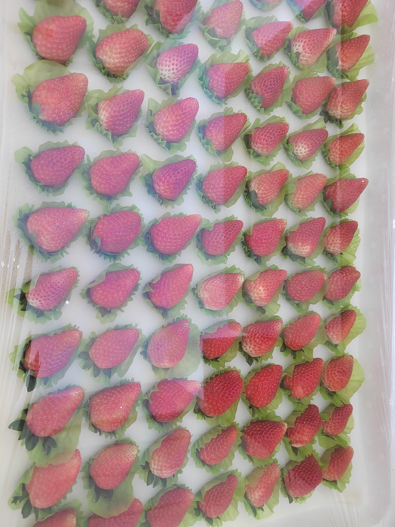 商丘天仙醉草莓万亩基地代收代办代发全国一件包邮