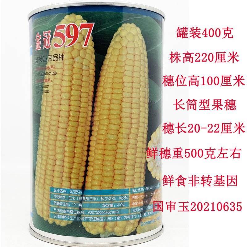金冠597纯黄甜水果玉米种子国审大棒超甜玉米种子原装