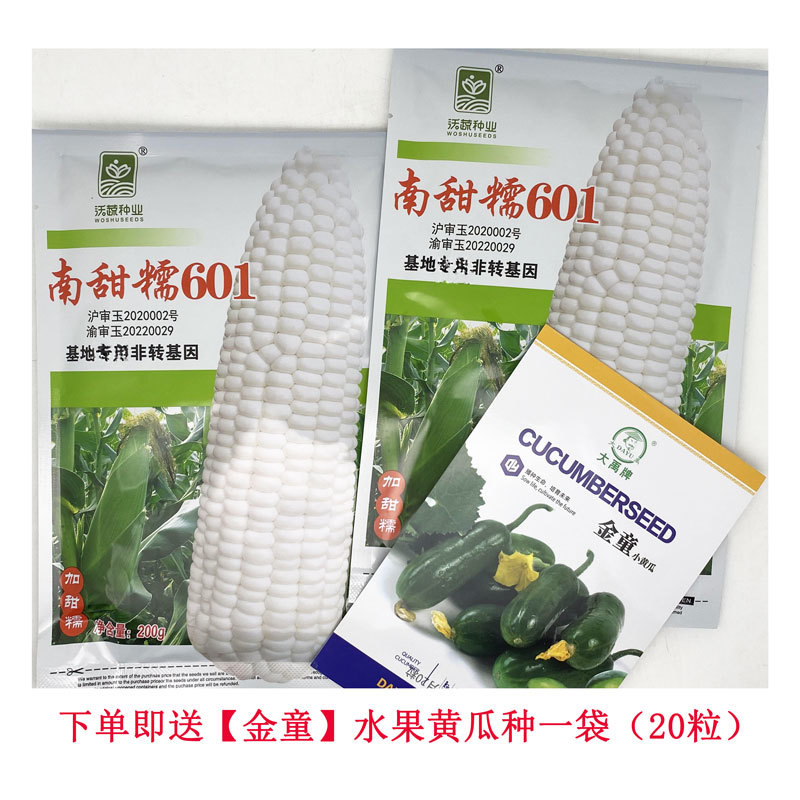 南甜糯601白甜糯玉米种子绿皮大棒加甜糯白粘糯玉米种子