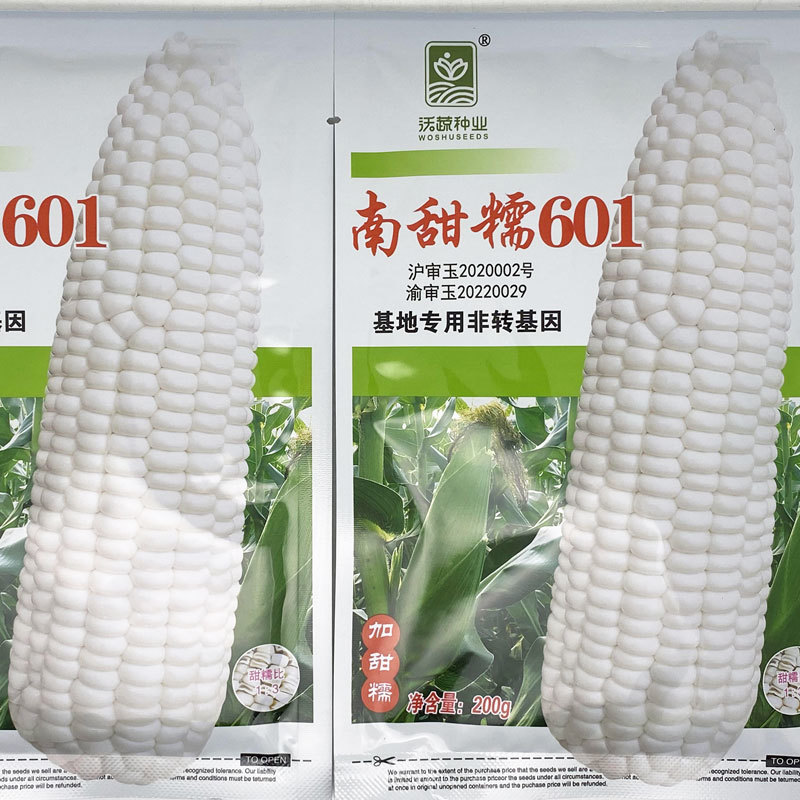 南甜糯601白甜糯玉米种子绿皮大棒加甜糯白粘糯玉米种子
