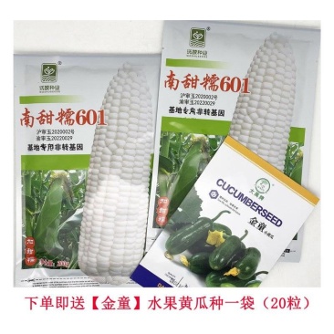 南甜糯601白甜糯玉米种子绿皮大棒加甜糯白粘糯玉米种子