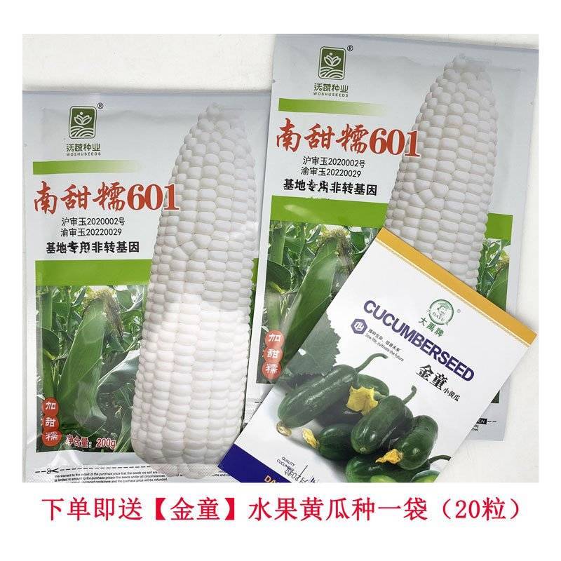 南甜糯601白甜糯玉米种子绿皮大棒加甜糯白粘糯玉米种子