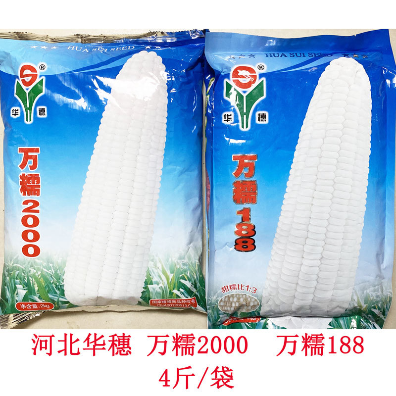 万糯2000万糯188玉米种子大棒国审加甜糯白糯玉米种子