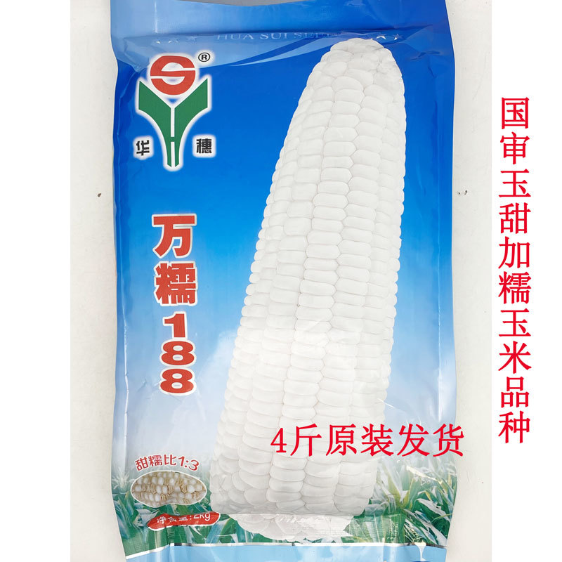 万糯2000万糯188玉米种子大棒国审加甜糯白糯玉米种子