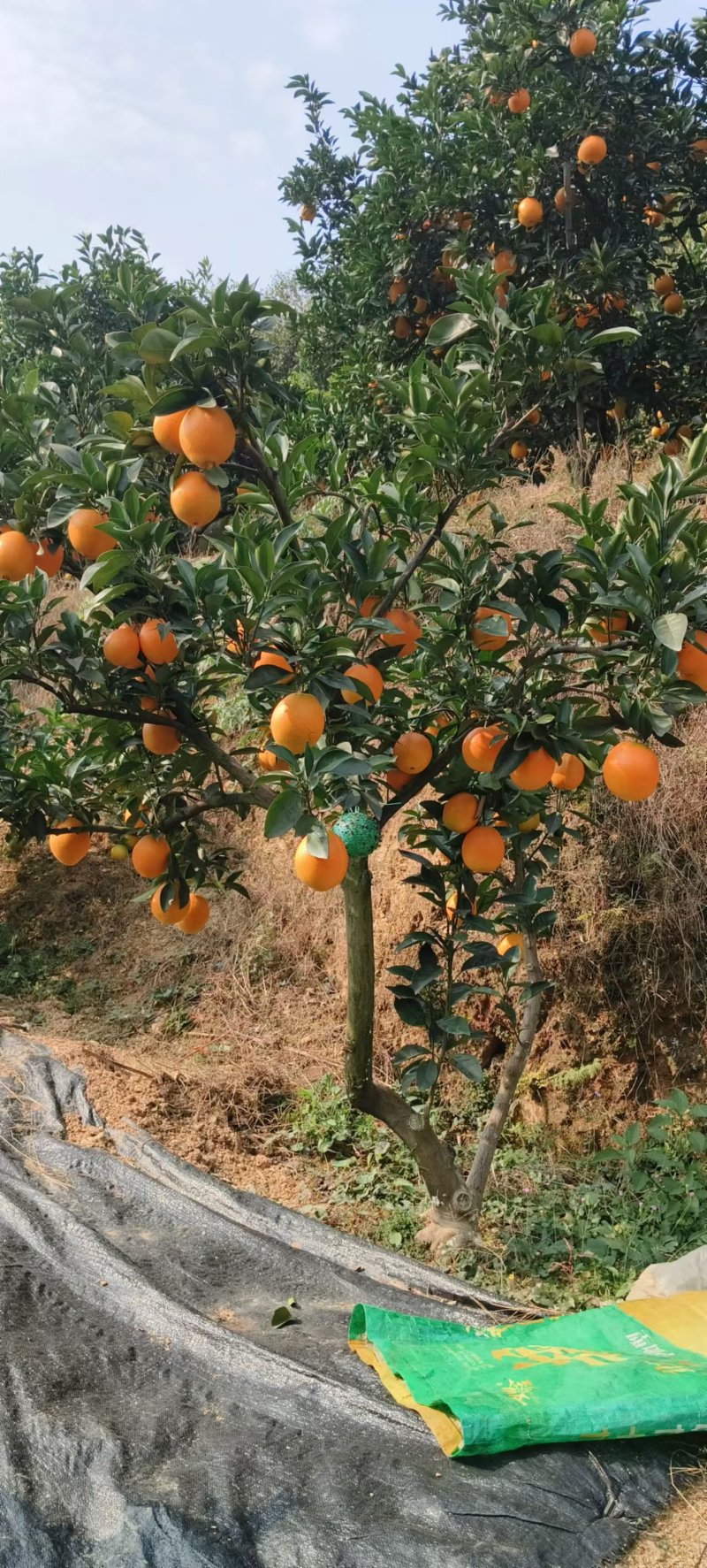 纽荷尔脐橙