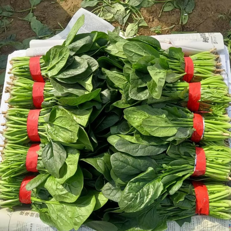 精品大叶菠菜大量上市各种规格货源电商平台市场商超