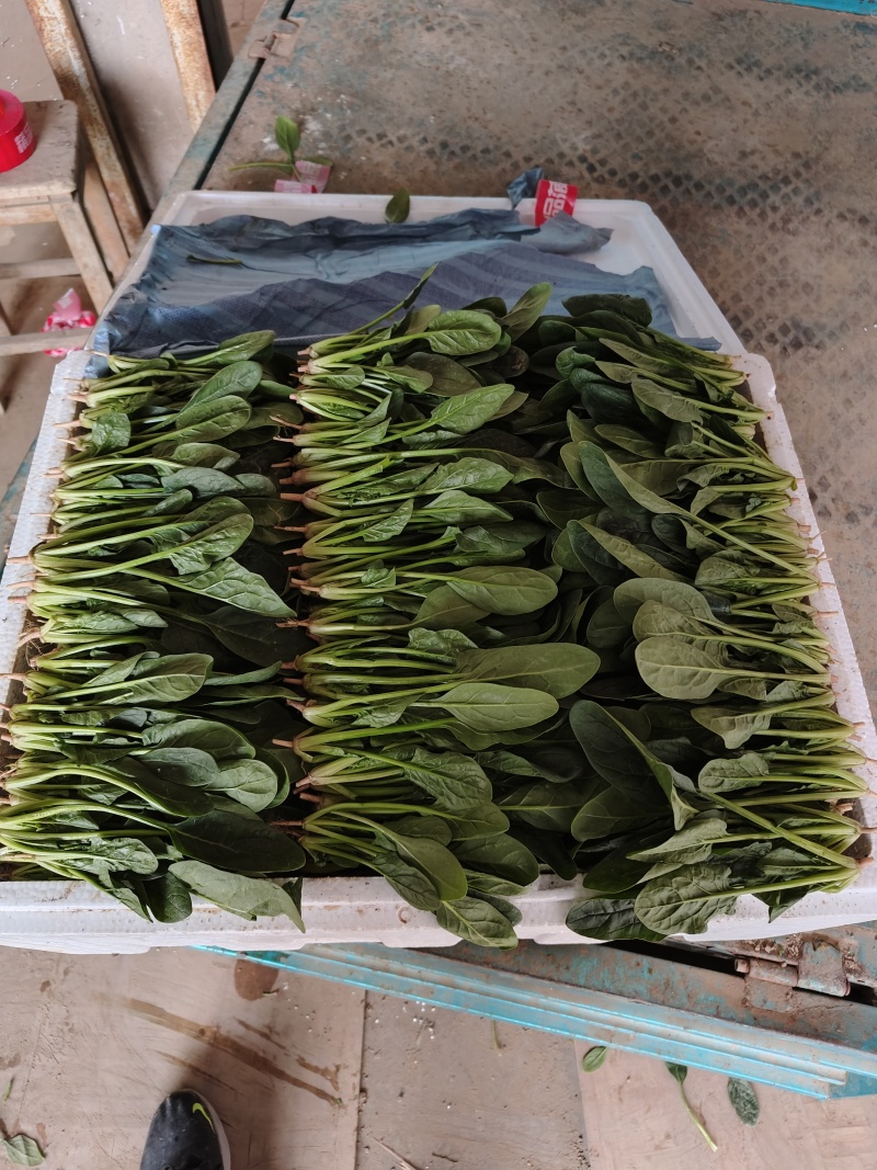 精品大叶菠菜大量上市各种规格货源电商平台市场商超