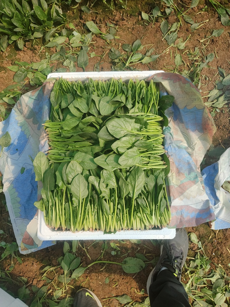 精品大叶菠菜大量上市各种规格货源电商平台市场商超