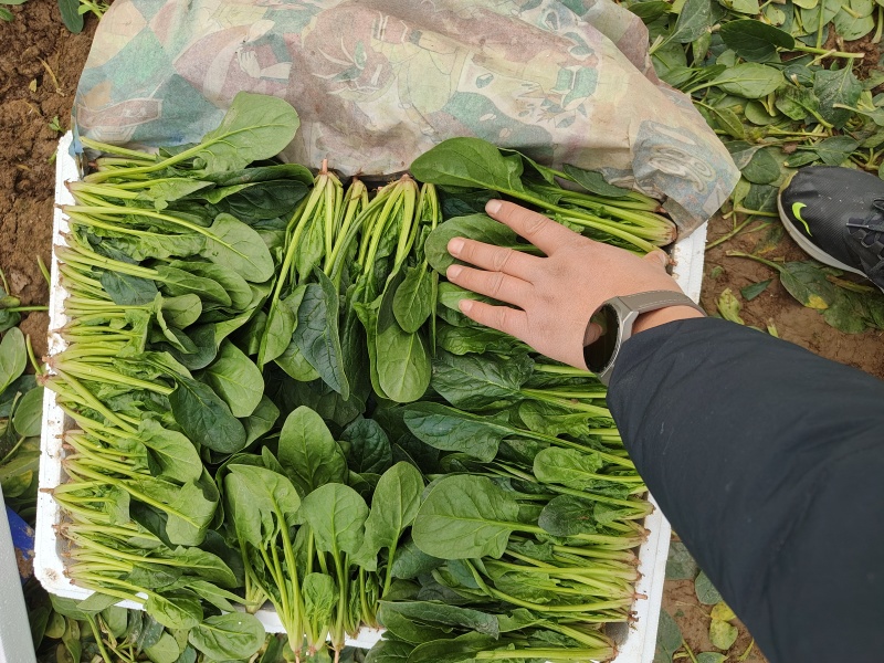 精品大叶菠菜大量上市各种规格货源电商平台市场商超