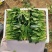 精品大叶菠菜大量上市各种规格货源电商平台市场商超