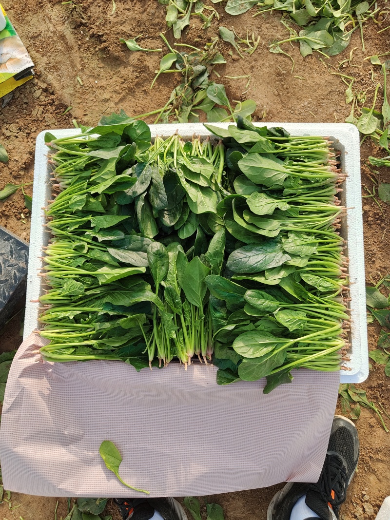 精品大叶菠菜大量上市各种规格货源电商平台市场商超