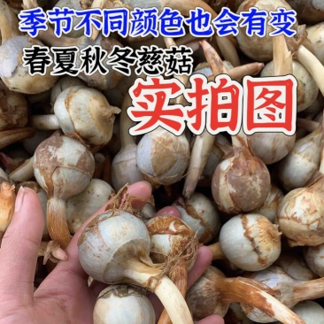 云南茨菇，精品大慈菇大量上市，产地直销，全国发货