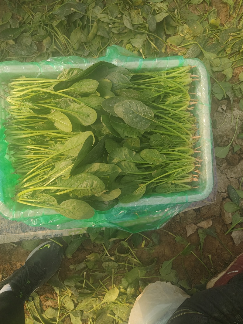 精品大叶菠菜大量上市各种规格货源电商平台市场商超