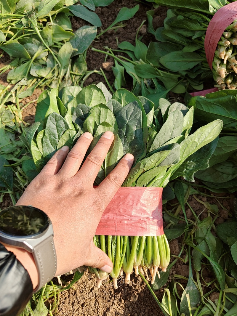 精品大叶菠菜大量上市各种规格货源电商平台市场商超