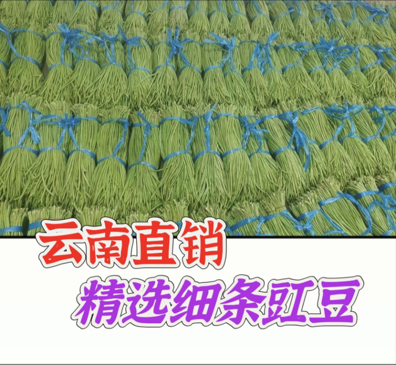 细条豇豆新鲜大量上市原产地直销，没有中间商全球发货