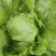 球生菜/西生菜/圆生菜基地直出