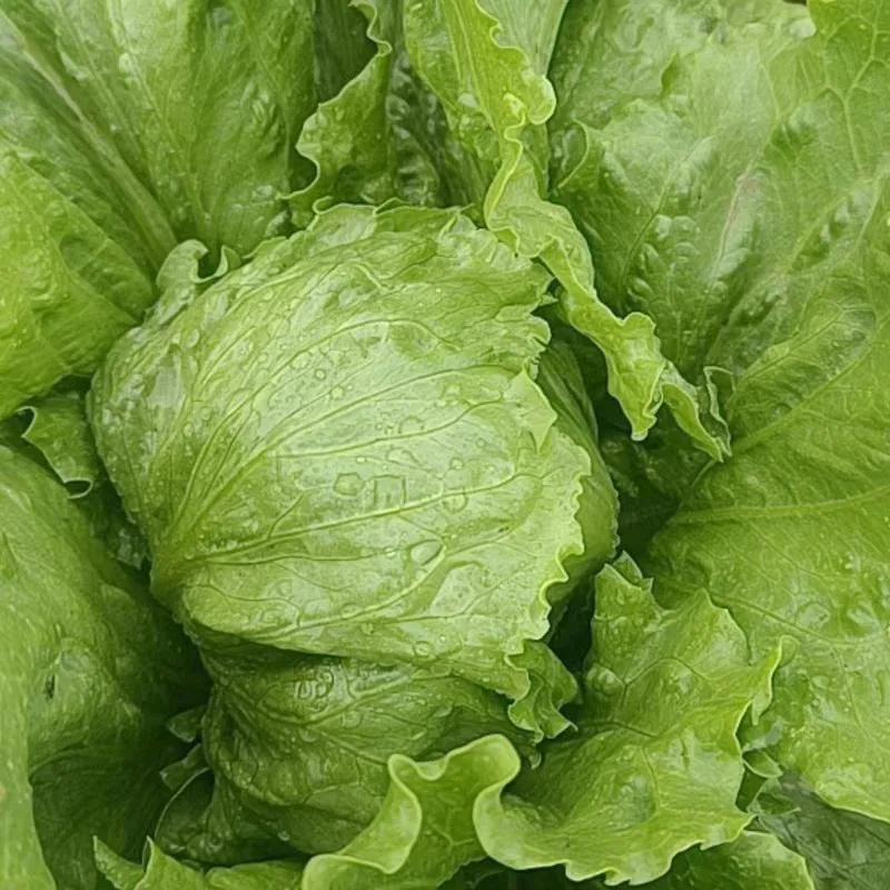 球生菜/西生菜/圆生菜基地直出