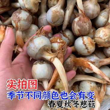 精大号慈菇中号慈菇小号茨菇实力代办全球发货基地1000亩