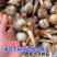 精大号慈菇中号慈菇小号茨菇实力代办全球发货基地1000亩