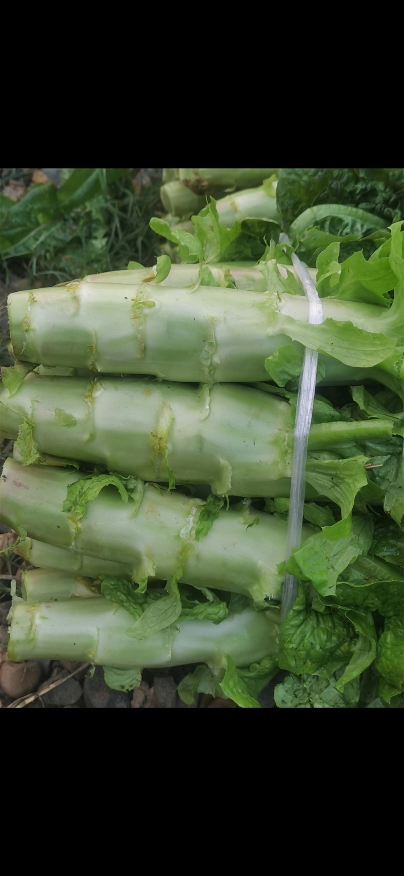 大众蔬菜，挣钱，你就约，