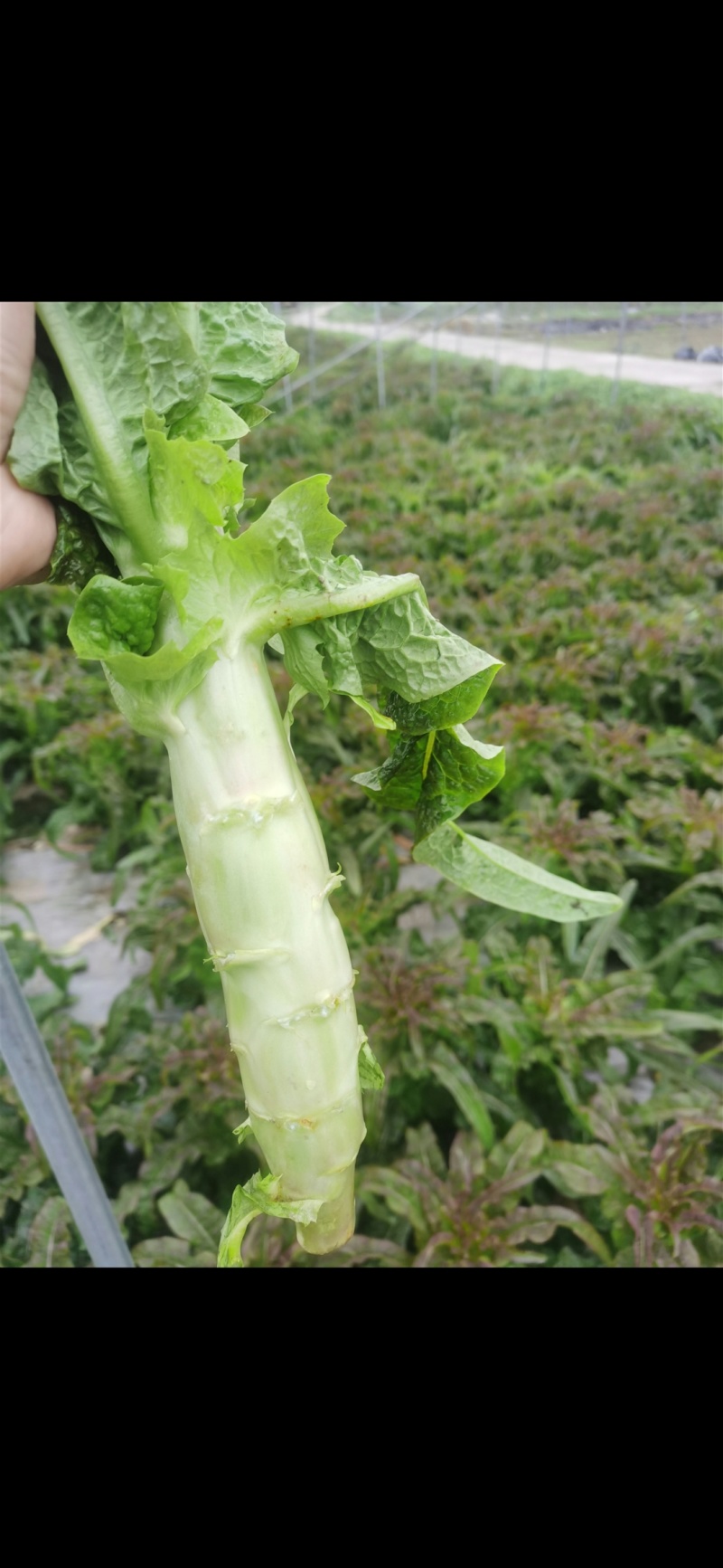 大众蔬菜，挣钱，你就约，