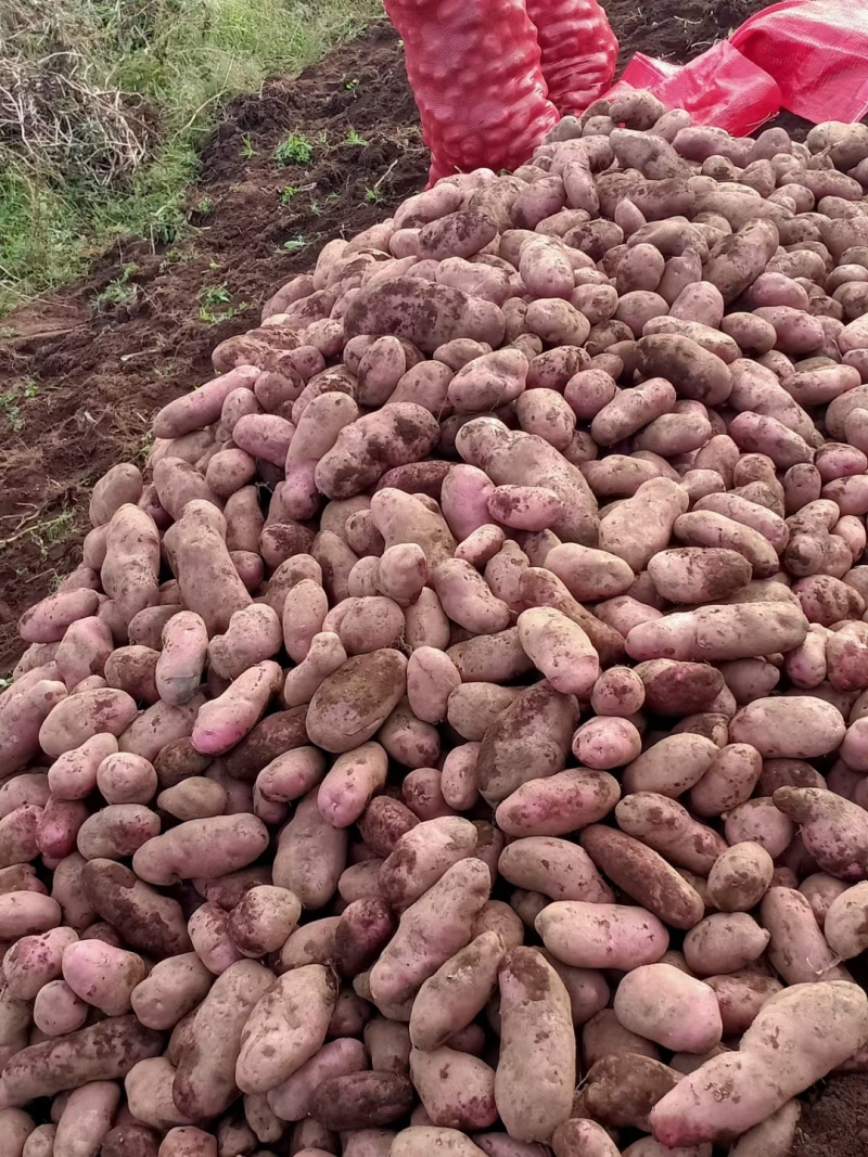 精品土豆青薯九号土豆产地直发一手货源全国发货