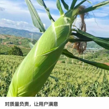 云南水果玉米，全国发货，量大从优，可视频看货