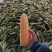 云南水果玉米，全国发货，量大从优，可视频看货