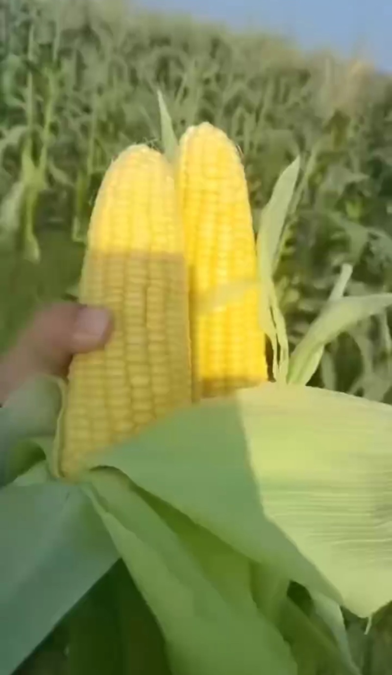 云南水果玉米，全国发货，量大从优，可视频看货