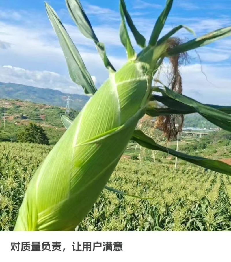 云南水果玉米，全国发货，量大从优，可视频看货