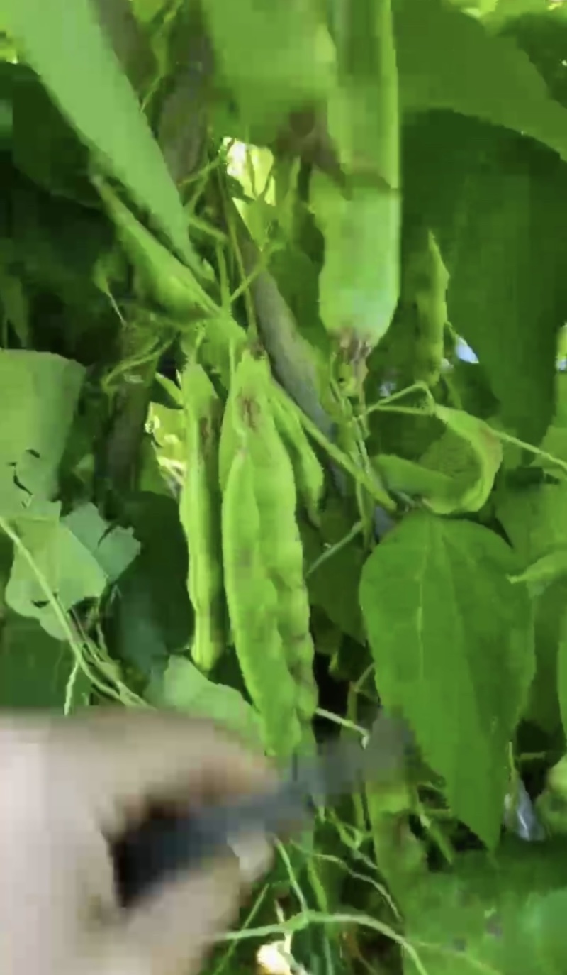 云南一点红油豆角大量上市品质保证产地直供欢迎老板来电