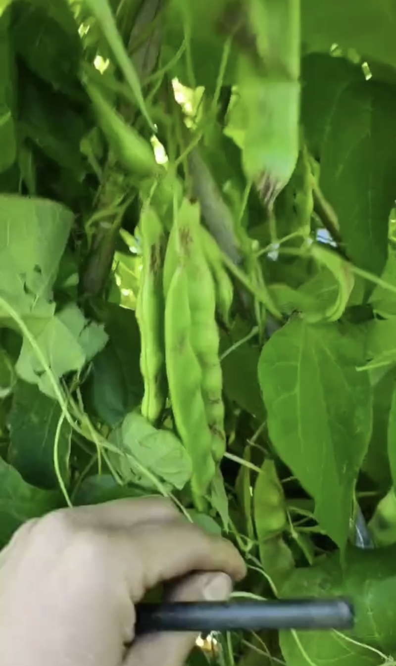 云南一点红油豆角大量上市品质保证产地直供欢迎老板来电