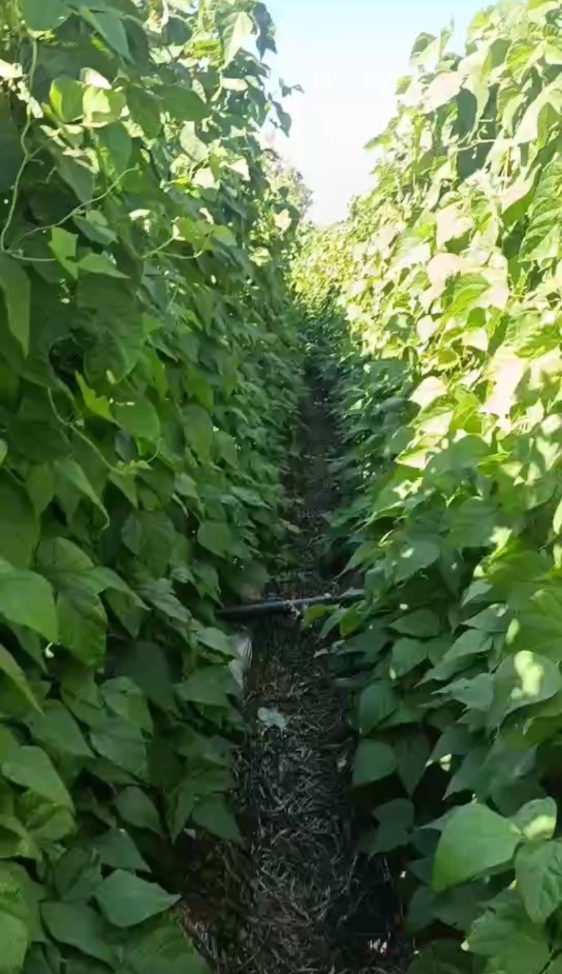云南一点红油豆角大量上市品质保证产地直供欢迎老板来电