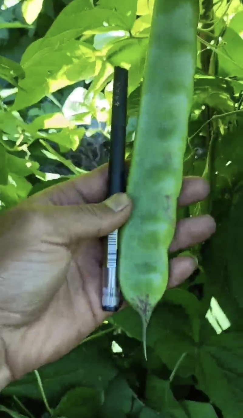 一点红油豆角大量供应品质保证产地支持代办代发欢迎来电