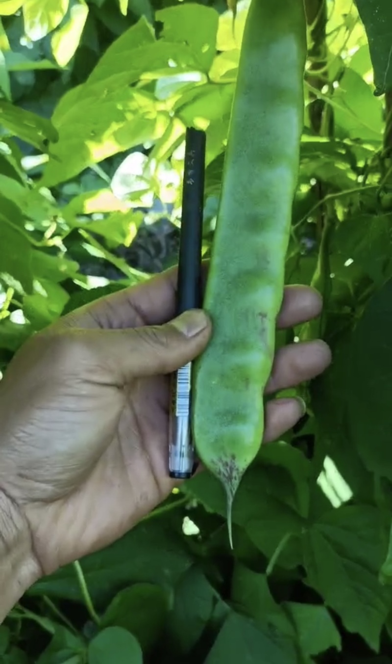 一点红油豆角大量供应品质保证产地支持代办代发欢迎来电