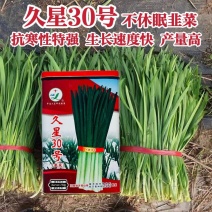 久星30号韭菜种子特耐寒优质四季韭菜种子高产抗病不休眠