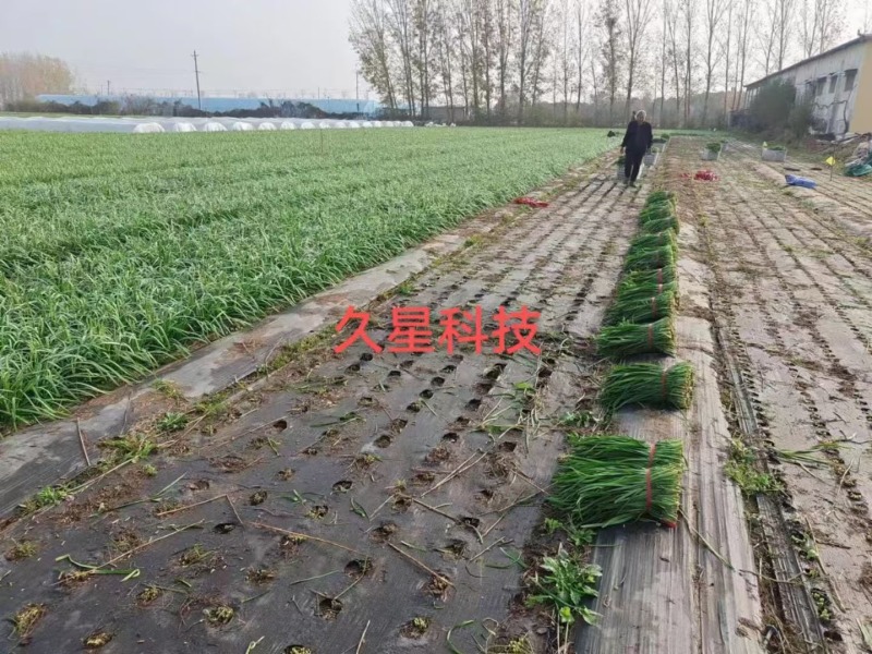 久星30号韭菜种子特耐寒优质四季韭菜种子高产抗病不休眠
