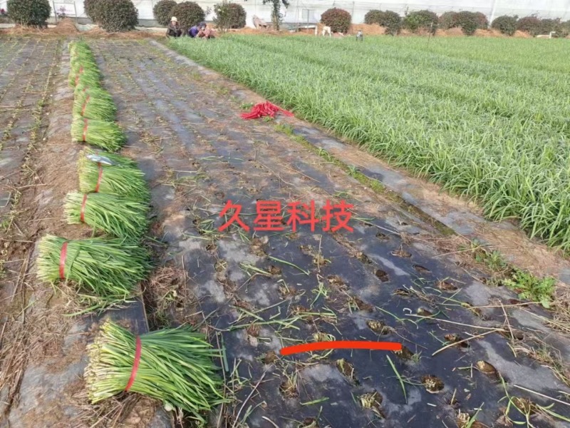 久星30号韭菜种子特耐寒优质四季韭菜种子高产抗病不休眠